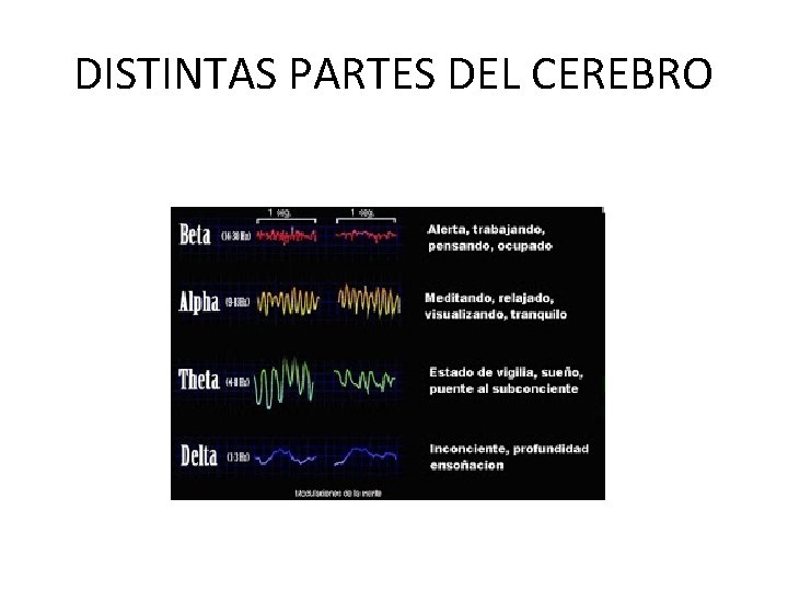 DISTINTAS PARTES DEL CEREBRO 