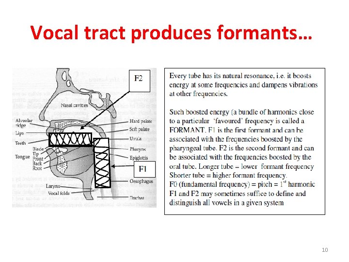 Vocal tract produces formants… 10 