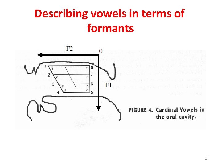Describing vowels in terms of formants 14 
