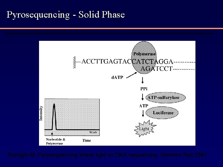 Pyrosequencing - Solid Phase Ronaghi M. Pyrosequencing sheds light on DNA sequencing. Genome Res