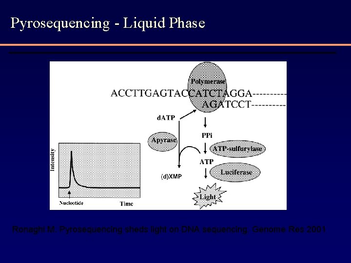 Pyrosequencing - Liquid Phase Ronaghi M. Pyrosequencing sheds light on DNA sequencing. Genome Res