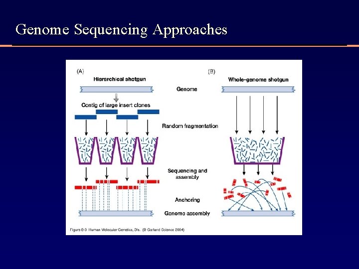 Genome Sequencing Approaches 