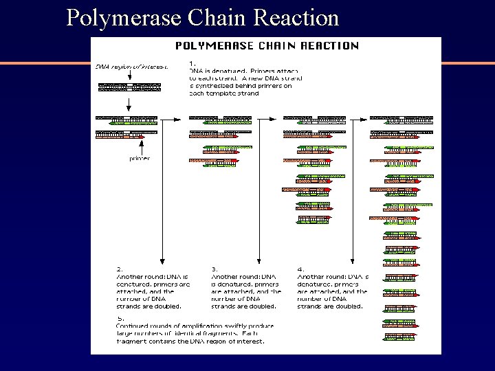 Polymerase Chain Reaction 