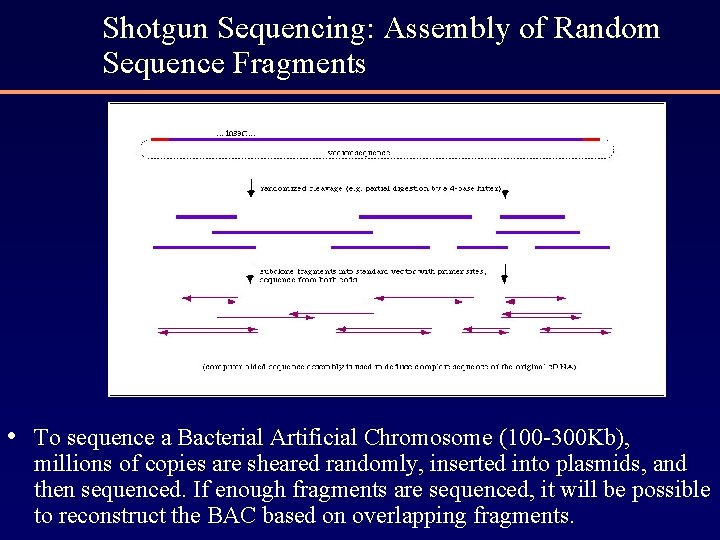 Shotgun Sequencing: Assembly of Random Sequence Fragments • To sequence a Bacterial Artificial Chromosome