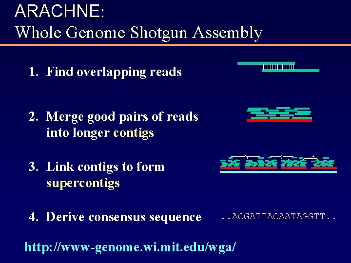 ARACHNE: Whole Genome Shotgun Assembly 1. Find overlapping reads 2. Merge good pairs of
