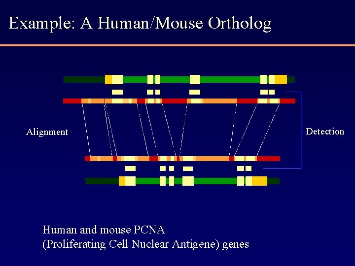 Example: A Human/Mouse Ortholog Alignment: Human and mouse PCNA (Proliferating Cell Nuclear Antigene) genes