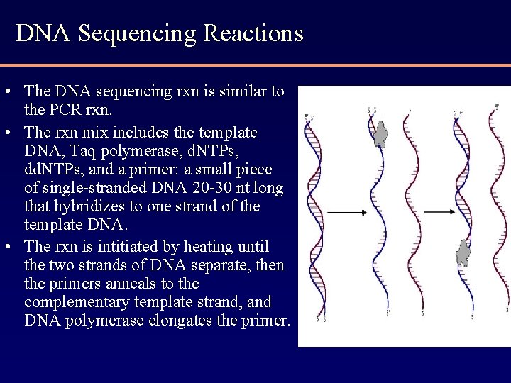 DNA Sequencing Reactions • The DNA sequencing rxn is similar to the PCR rxn.