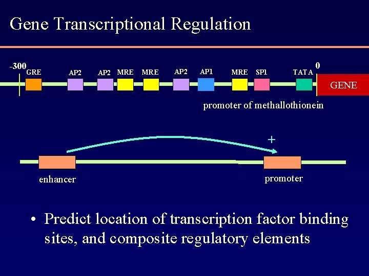 Gene Transcriptional Regulation -300 GRE AP 2 MRE AP 2 AP 1 MRE SP