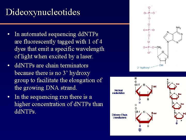 Dideoxynucleotides • In automated sequencing dd. NTPs are fluorescently tagged with 1 of 4