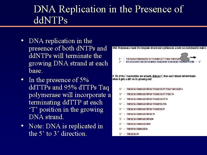 DNA Replication in the Presence of dd. NTPs • DNA replication in the •
