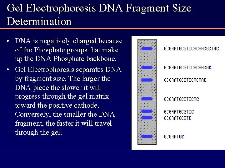 Gel Electrophoresis DNA Fragment Size Determination • DNA is negatively charged because of the