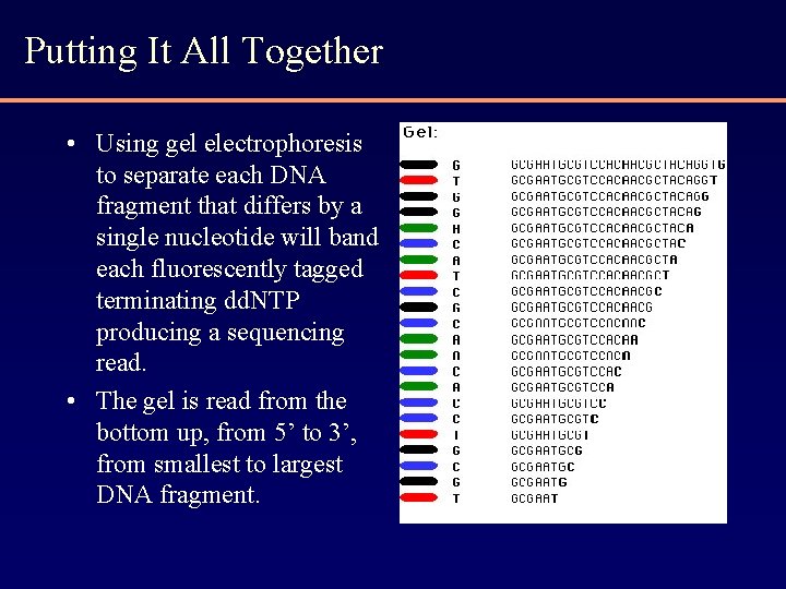 Putting It All Together • Using gel electrophoresis to separate each DNA fragment that