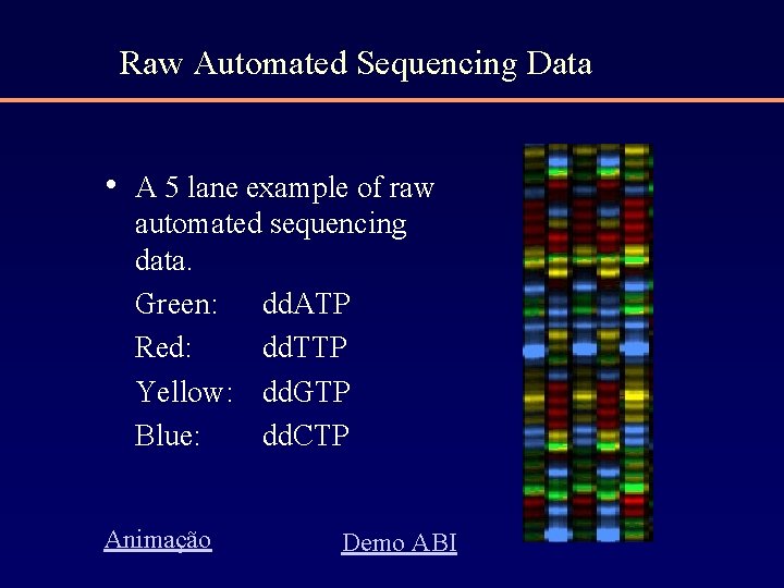 Raw Automated Sequencing Data • A 5 lane example of raw automated sequencing data.