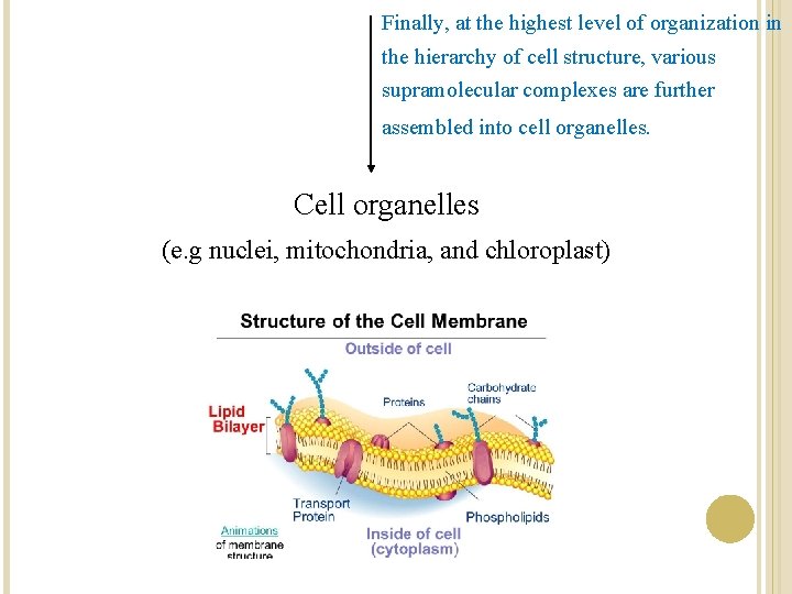 Finally, at the highest level of organization in the hierarchy of cell structure, various Finally, at the highest level of organization in the hierarchy of cell structure, various