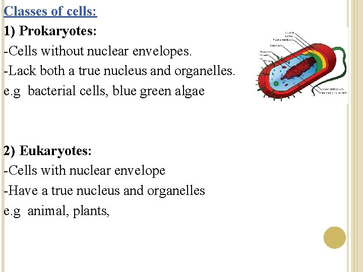 Classes of cells: 1) Prokaryotes: -Cells without nuclear envelopes. -Lack both a true nucleus Classes of cells: 1) Prokaryotes: -Cells without nuclear envelopes. -Lack both a true nucleus