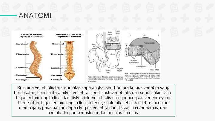 ANATOMI Kolumna vertebralis tersusun atas seperangkat sendi antara korpus vertebra yang berdekatan, sendi antara