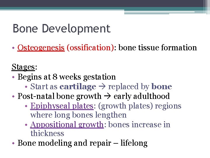 Bone Development • Osteogenesis (ossification): bone tissue formation Stages: • Begins at 8 weeks