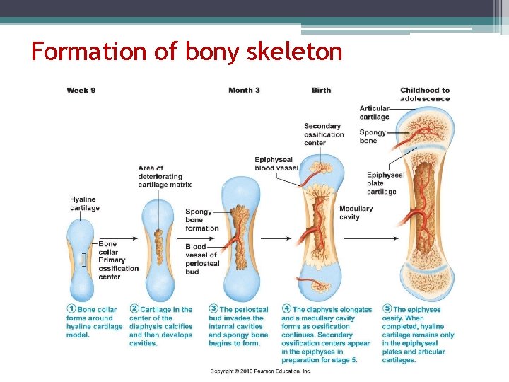 Formation of bony skeleton 