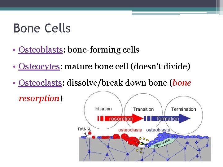 Bone Cells • Osteoblasts: Osteoblasts bone-forming cells • Osteocytes: Osteocytes mature bone cell (doesn’t