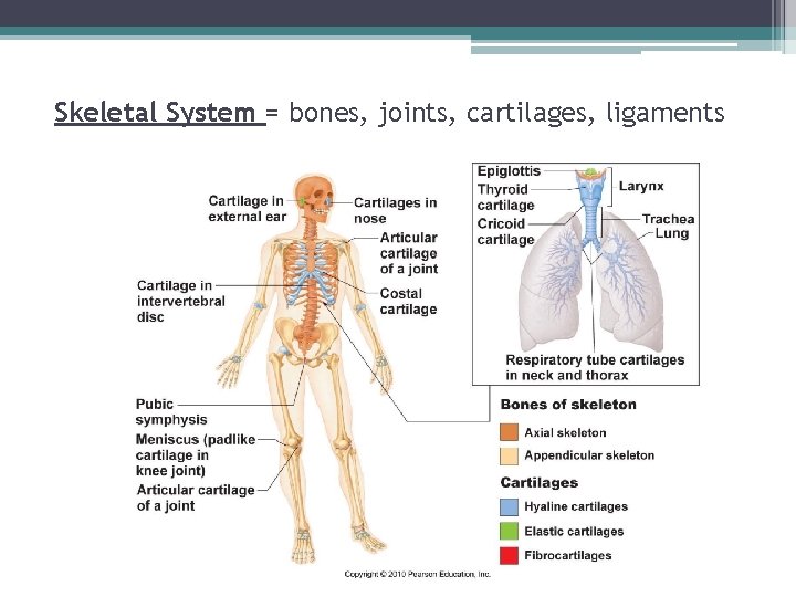 Skeletal System = bones, joints, cartilages, ligaments 