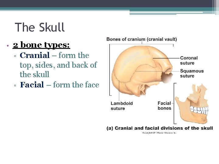 The Skull • 2 bone types: ▫ ▫ Cranial – form the top, sides,