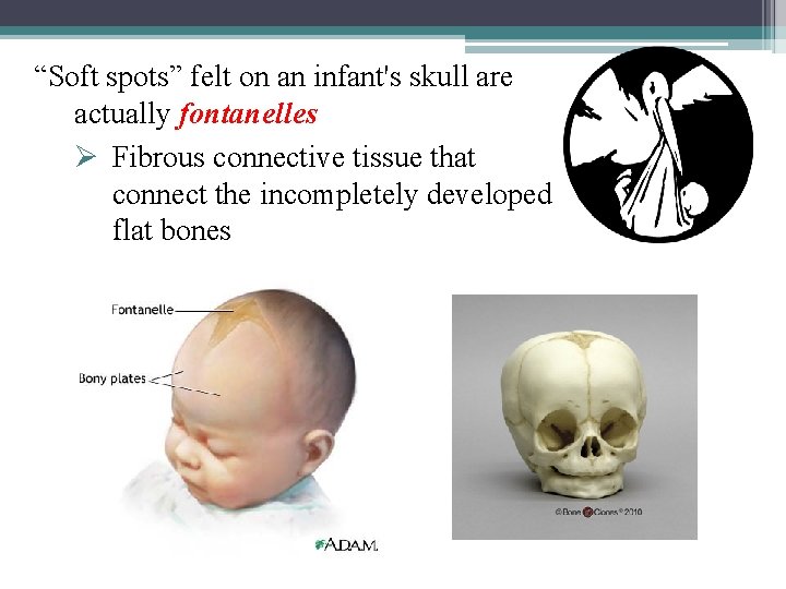 “Soft spots” felt on an infant's skull are actually fontanelles Ø Fibrous connective tissue