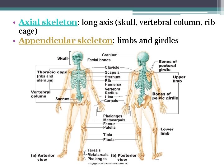  • Axial skeleton: skeleton long axis (skull, vertebral column, rib cage) • Appendicular