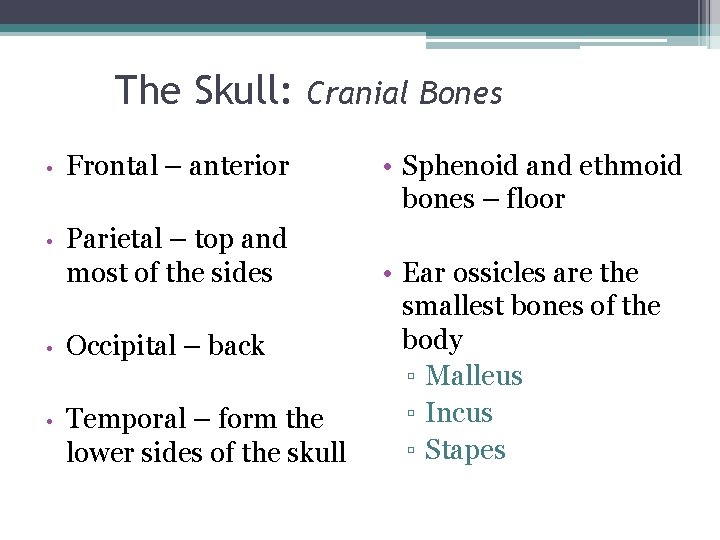 The Skull: • Frontal – anterior • Parietal – top and most of the