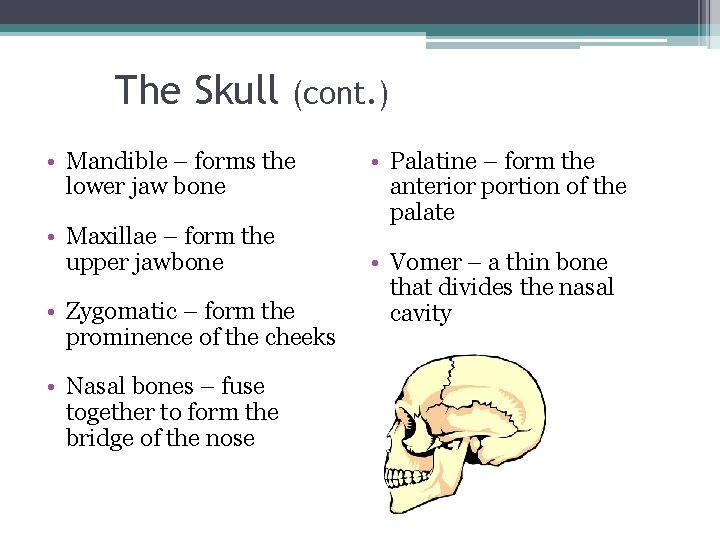 The Skull (cont. ) • Mandible – forms the lower jaw bone • Maxillae