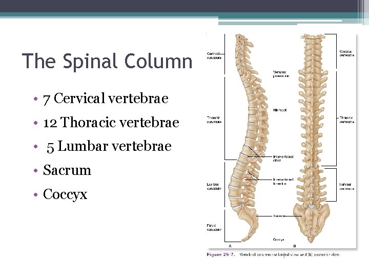 The Spinal Column • 7 Cervical vertebrae • 12 Thoracic vertebrae • 5 Lumbar