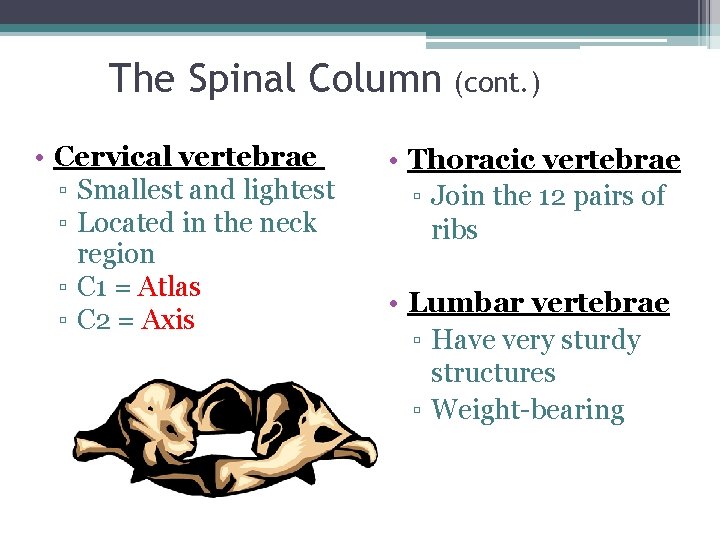 The Spinal Column • Cervical vertebrae ▫ Smallest and lightest ▫ Located in the