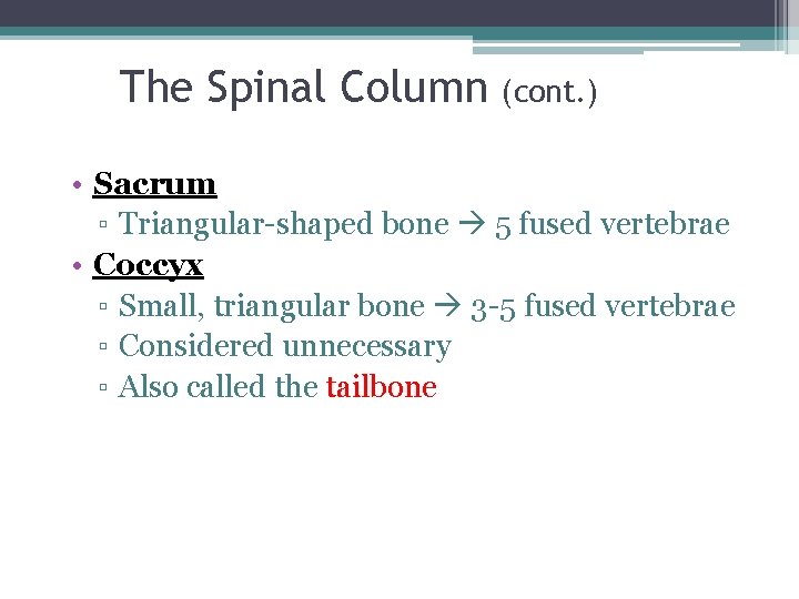 The Spinal Column (cont. ) • Sacrum ▫ Triangular-shaped bone 5 fused vertebrae •