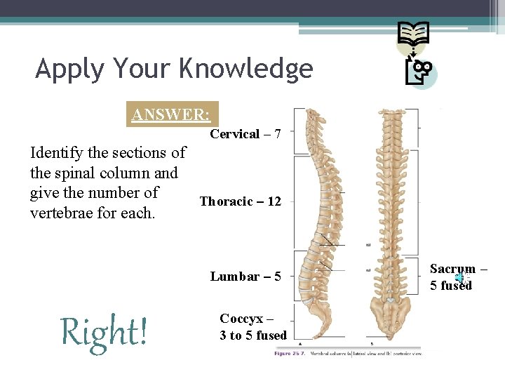 Apply Your Knowledge ANSWER: Cervical – 7 Identify the sections of the spinal column