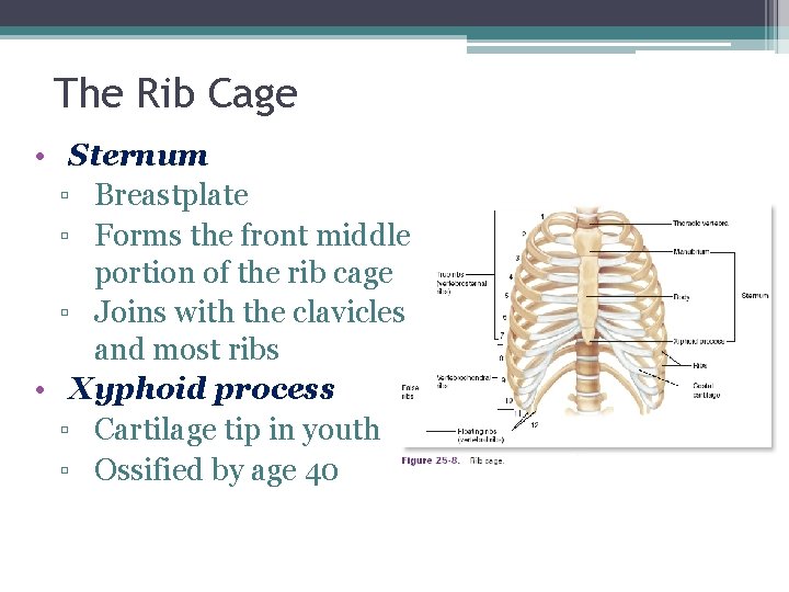 The Rib Cage • Sternum ▫ Breastplate ▫ Forms the front middle portion of