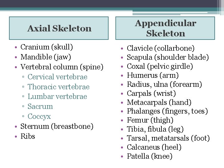 Appendicular Skeleton Axial Skeleton • Cranium (skull) • Mandible (jaw) • Vertebral column (spine)