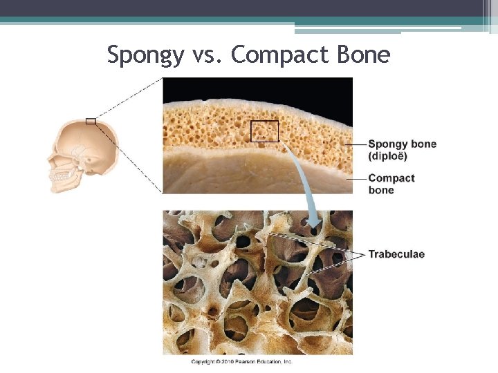 Spongy vs. Compact Bone 