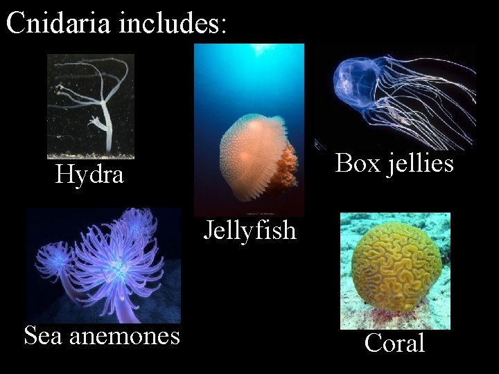 Questions about being a Marine Science Major or