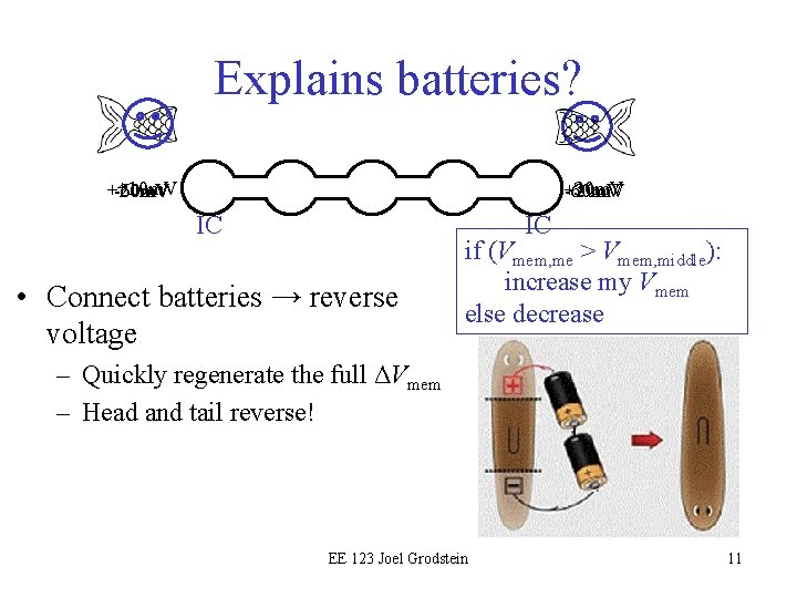 Explains batteries? +10 m. V -60 m. V +20 m. V -30 m. V