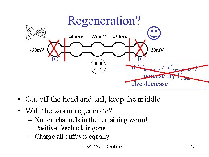 Regeneration? -40 m. V -20 m. V -10 m. V -20 m. V -60