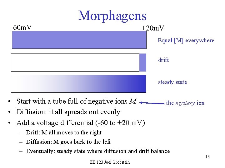 Morphagens -60 m. V +20 m. V Equal [M] everywhere drift steady state •