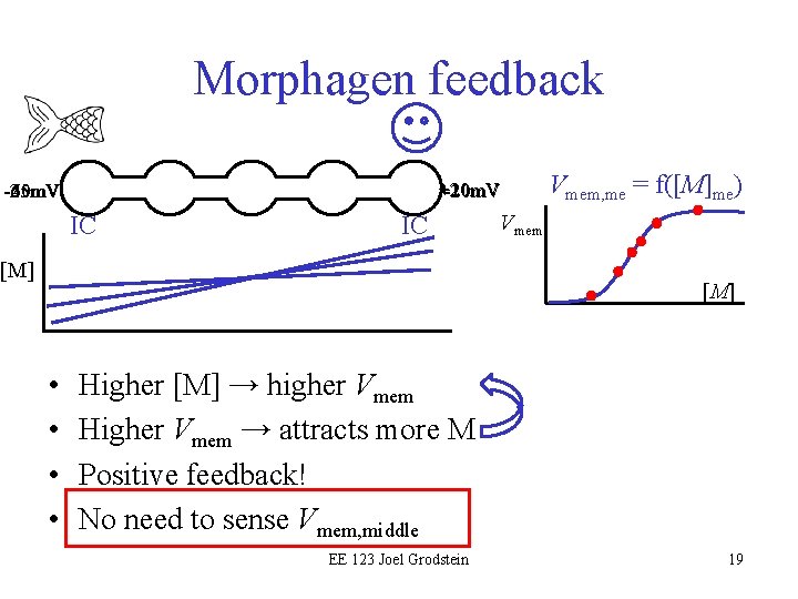 Morphagen feedback +20 m. V +10 m. V -25 m. V -40 m. V