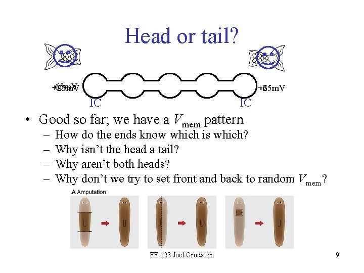 Head or tail? -65 m. V +25 m. V -65 m. V IC IC
