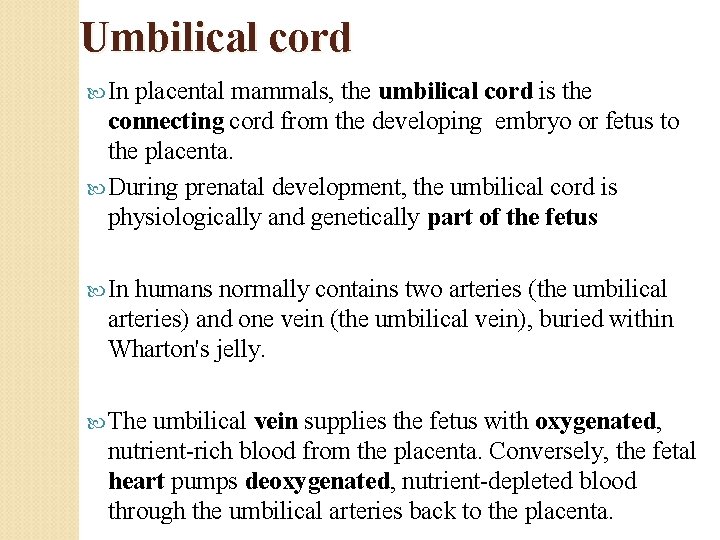 Umbilical cord In placental mammals, the umbilical cord is the connecting cord from the