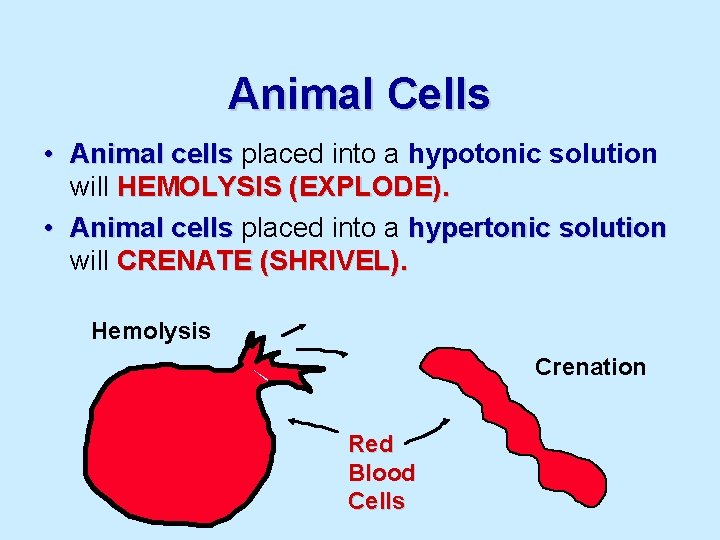 Animal Cells • Animal cells placed into a hypotonic solution will HEMOLYSIS (EXPLODE). •