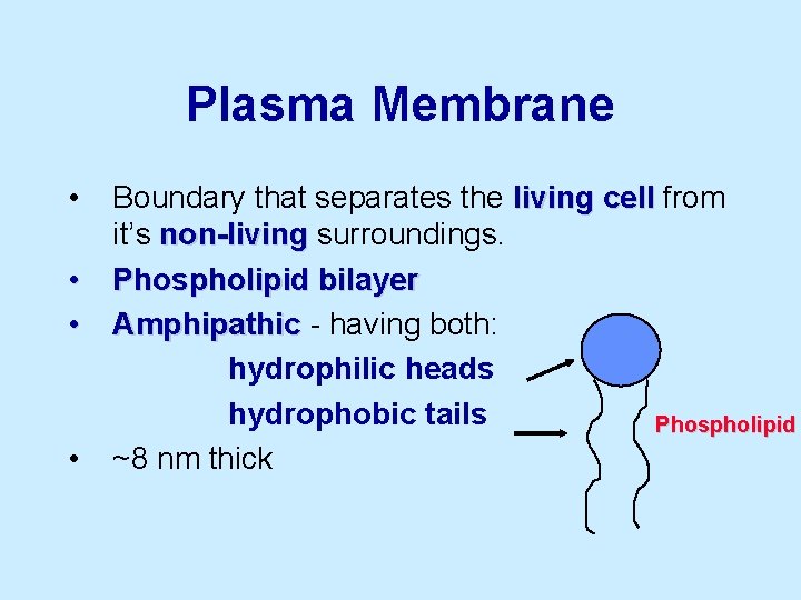 Plasma Membrane • • Boundary that separates the living cell from it’s non-living surroundings.