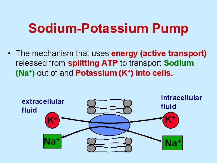 Sodium-Potassium Pump • The mechanism that uses energy (active transport) released from splitting ATP