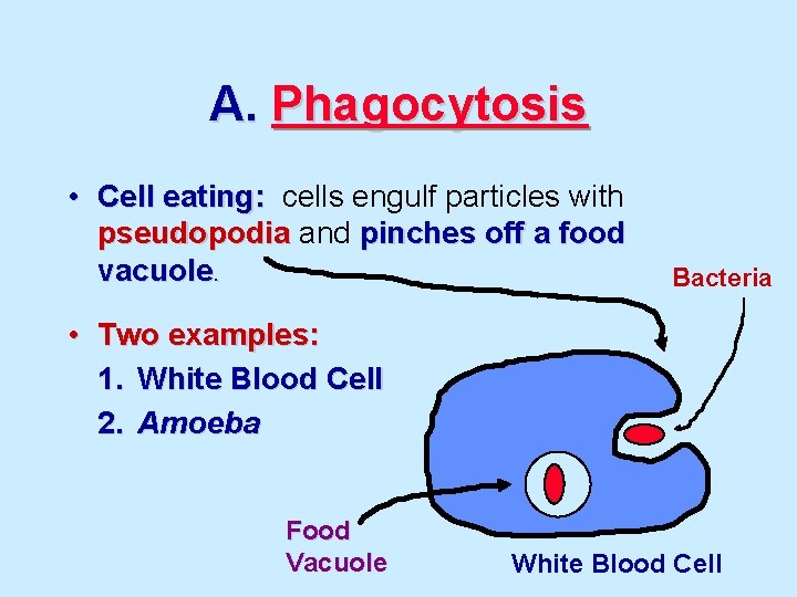 A. Phagocytosis • Cell eating: cells engulf particles with pseudopodia and pinches off a