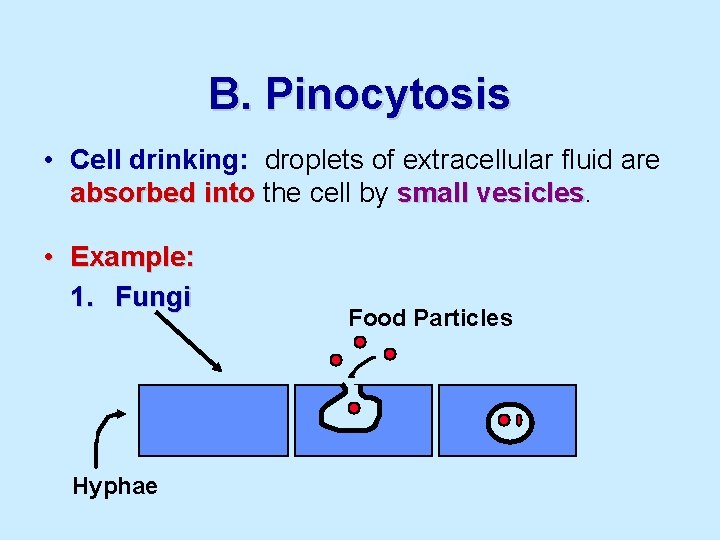 B. Pinocytosis • Cell drinking: droplets of extracellular fluid are absorbed into the cell