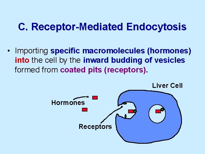 C. Receptor-Mediated Endocytosis • Importing specific macromolecules (hormones) into the cell by the inward