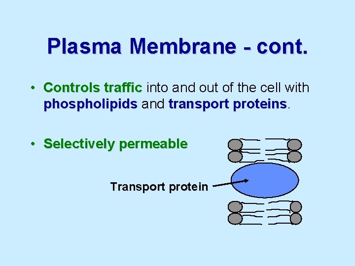 Plasma Membrane - cont. • Controls traffic into and out of the cell with